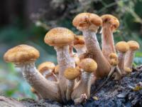 Dichte Gruppe dickstieliger Hallimasche in klein und groß